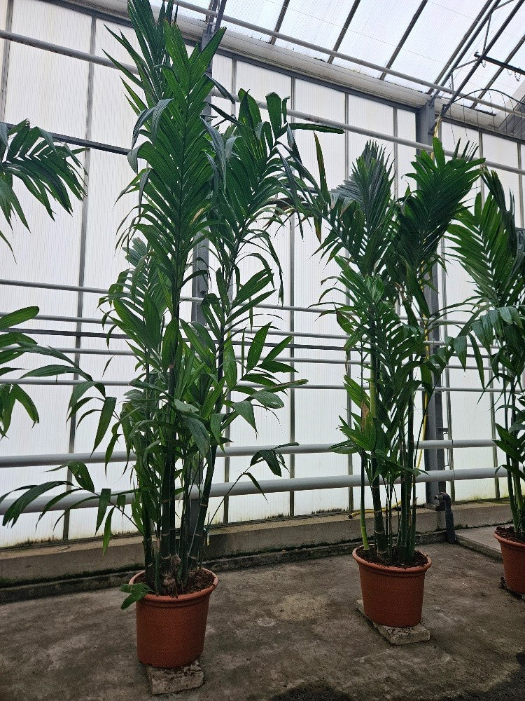 Carludovica palmata 400cm 60cm Pot