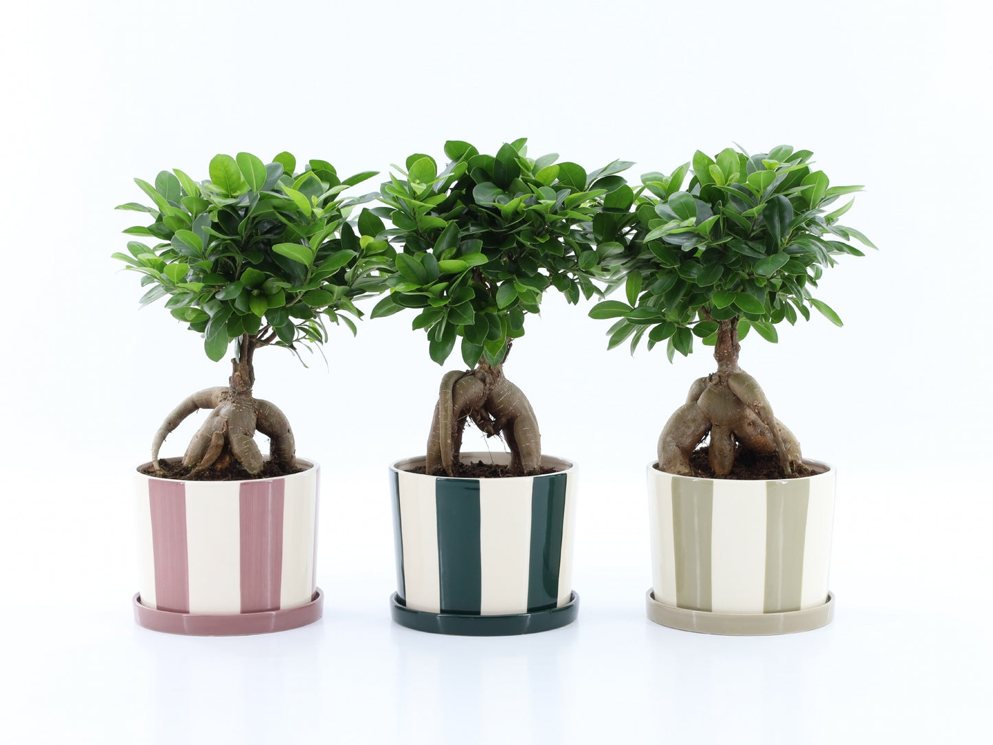 Ficus Ginseng 40cm 19cm Pot