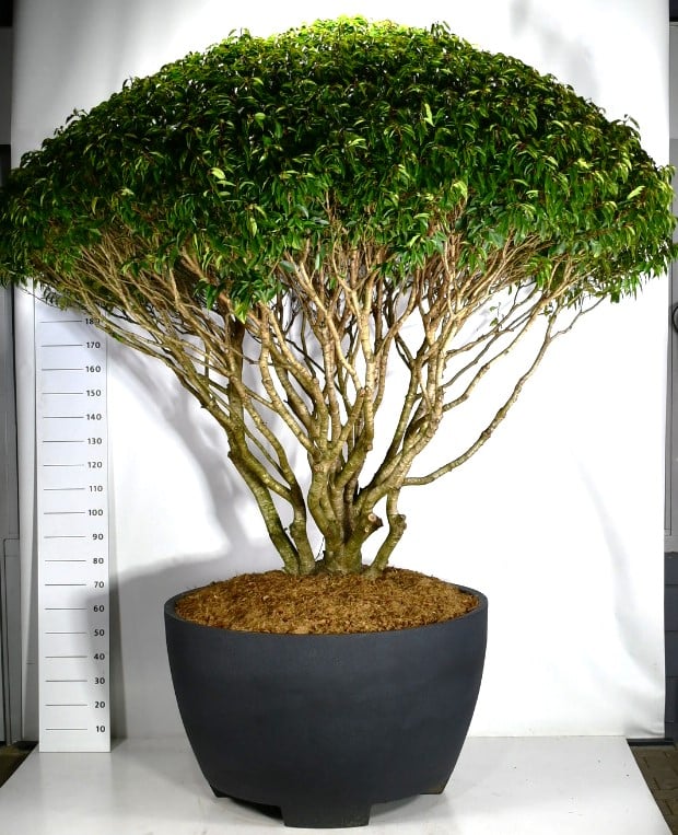 Prunus lusitanica 320cm 120cm Pot