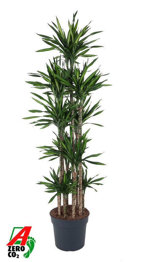 Dracaena frag. Riki 190cm 40cm Pot