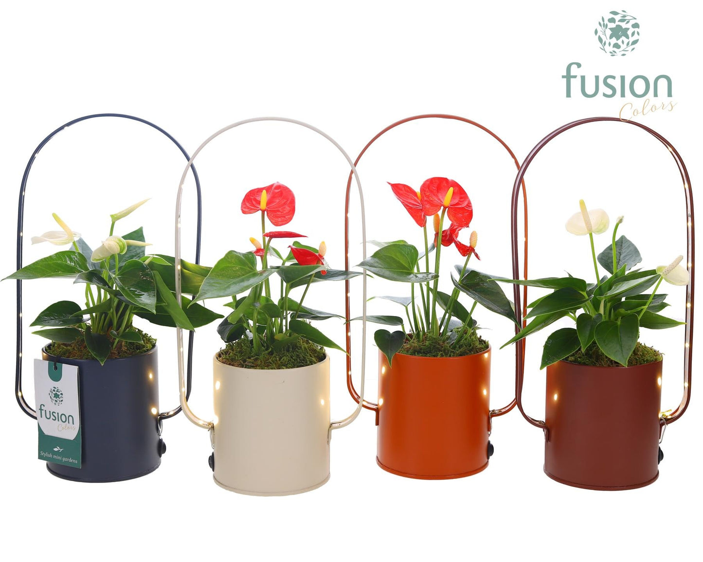 Fusioncolors BV Zinken LED planter boog met Anthurium Pack of 9