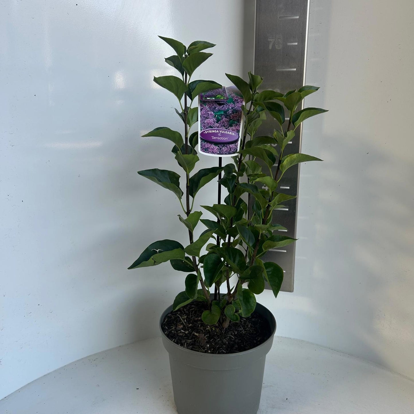 Syringa vulgaris Sensation 55cm 23cm Pot