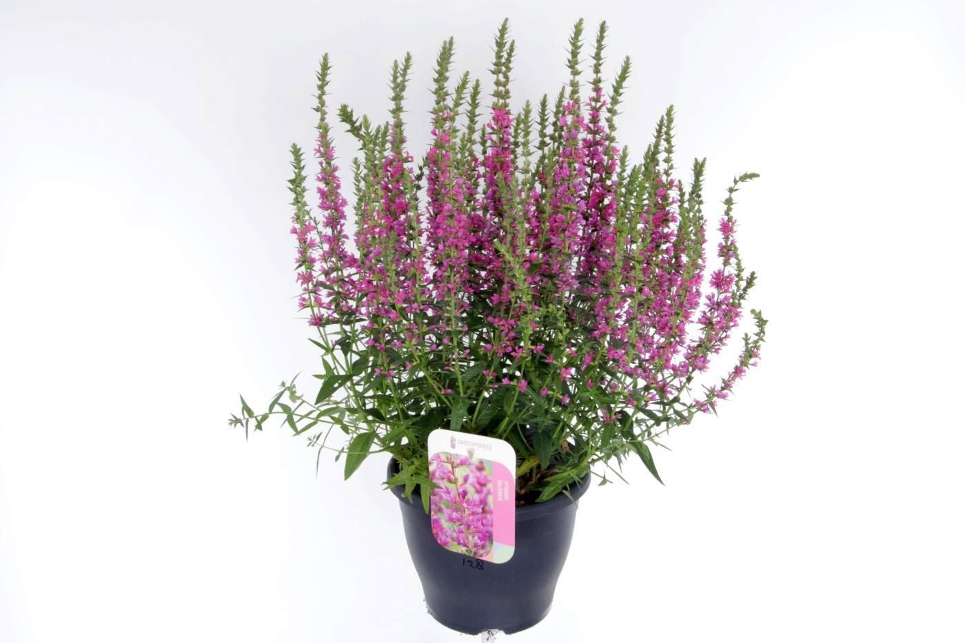 Lythrum sal. Robert 65cm 23cm Pot