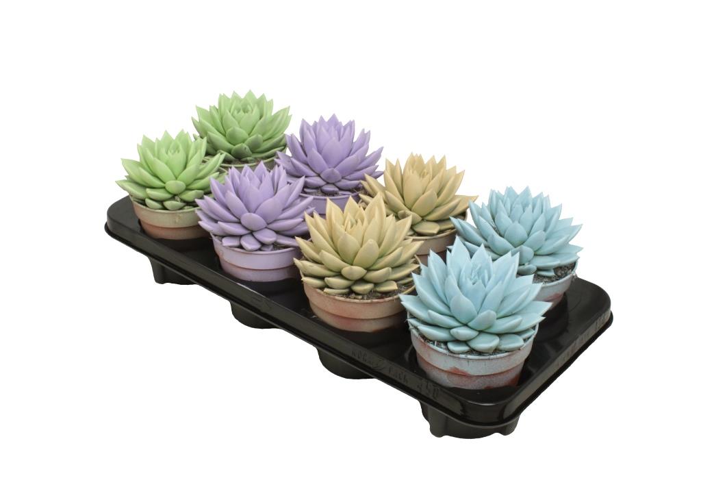 echeveria-colored-pastel-mix-15cm-12cm-pot