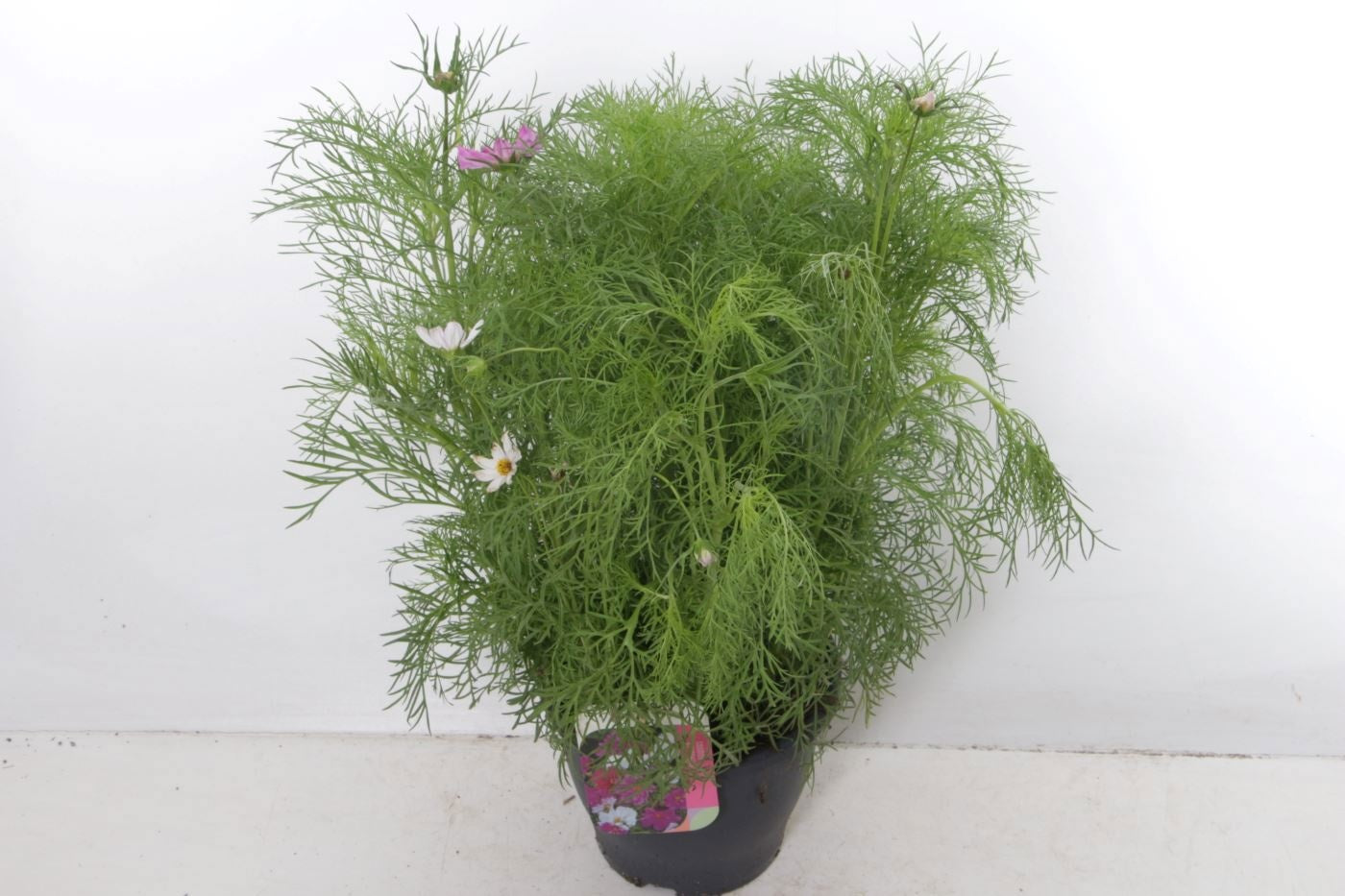 Cosmos bipinnatus 55cm 23cm Pot