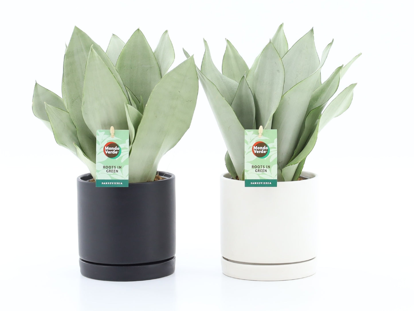 Sansevieria Moonshine 35cm 13cm Pot