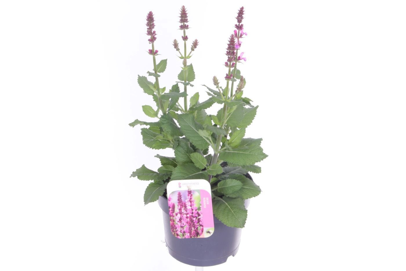 Salvia nemorosa 40cm 17cm Pot