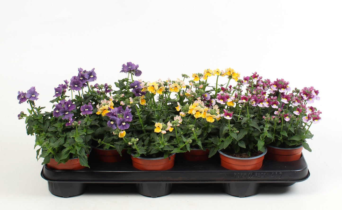 Nemesia mix 17cm 510cm Pot