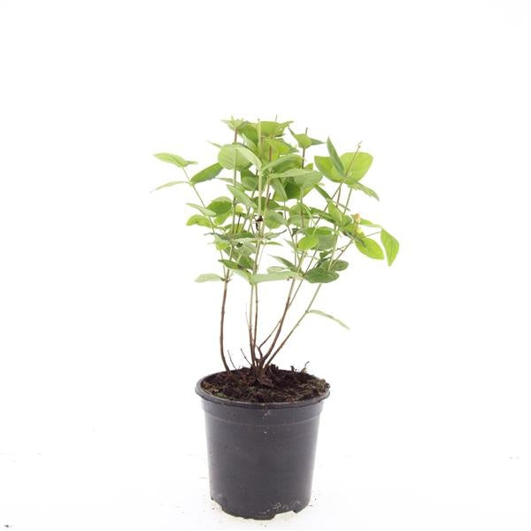 Hypericum ino. Magical Beauty 25cm 14cm Pot