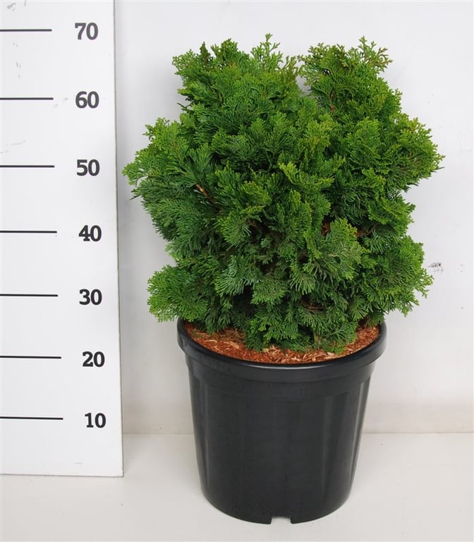 Chamaecyparis obtusa Nana Gracilis 70cm 38cm Pot