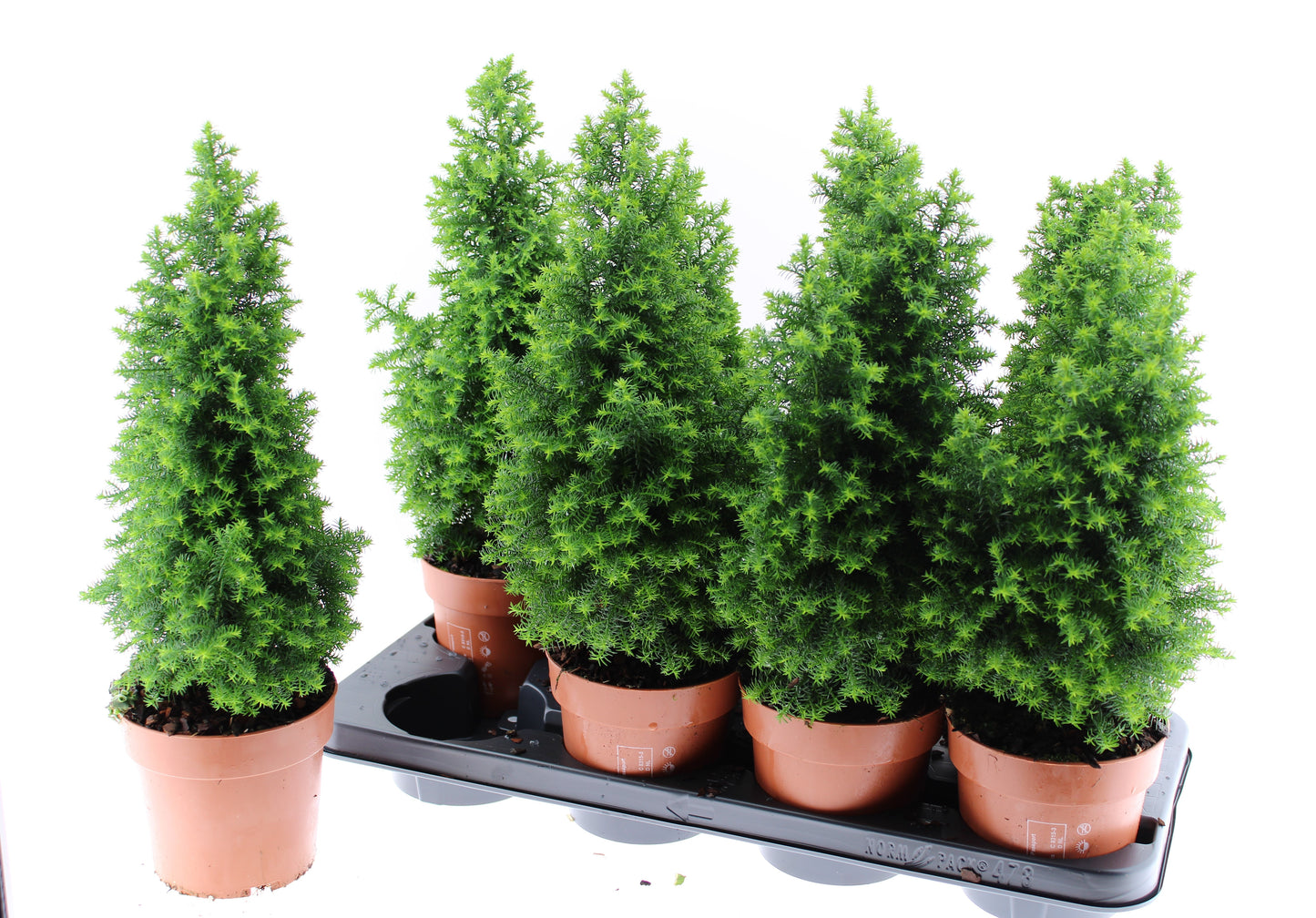 Chamaecyparis thy. Top Point 45cm 13cm Pot