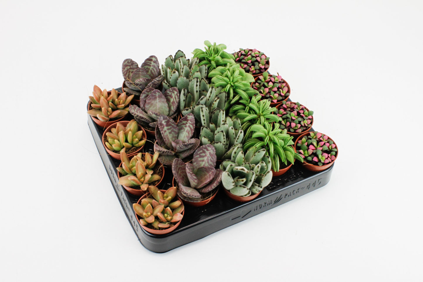 Succulents mix on row 10cm 5.5cm Pot