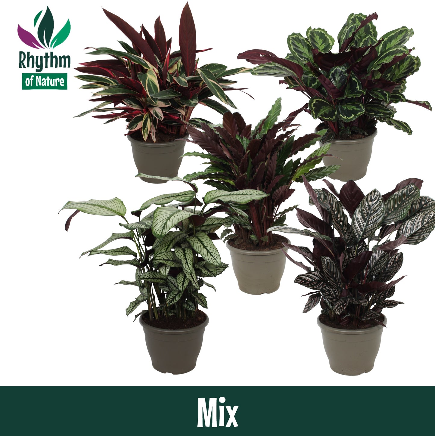 Calathea mix 85cm 32cm Pot