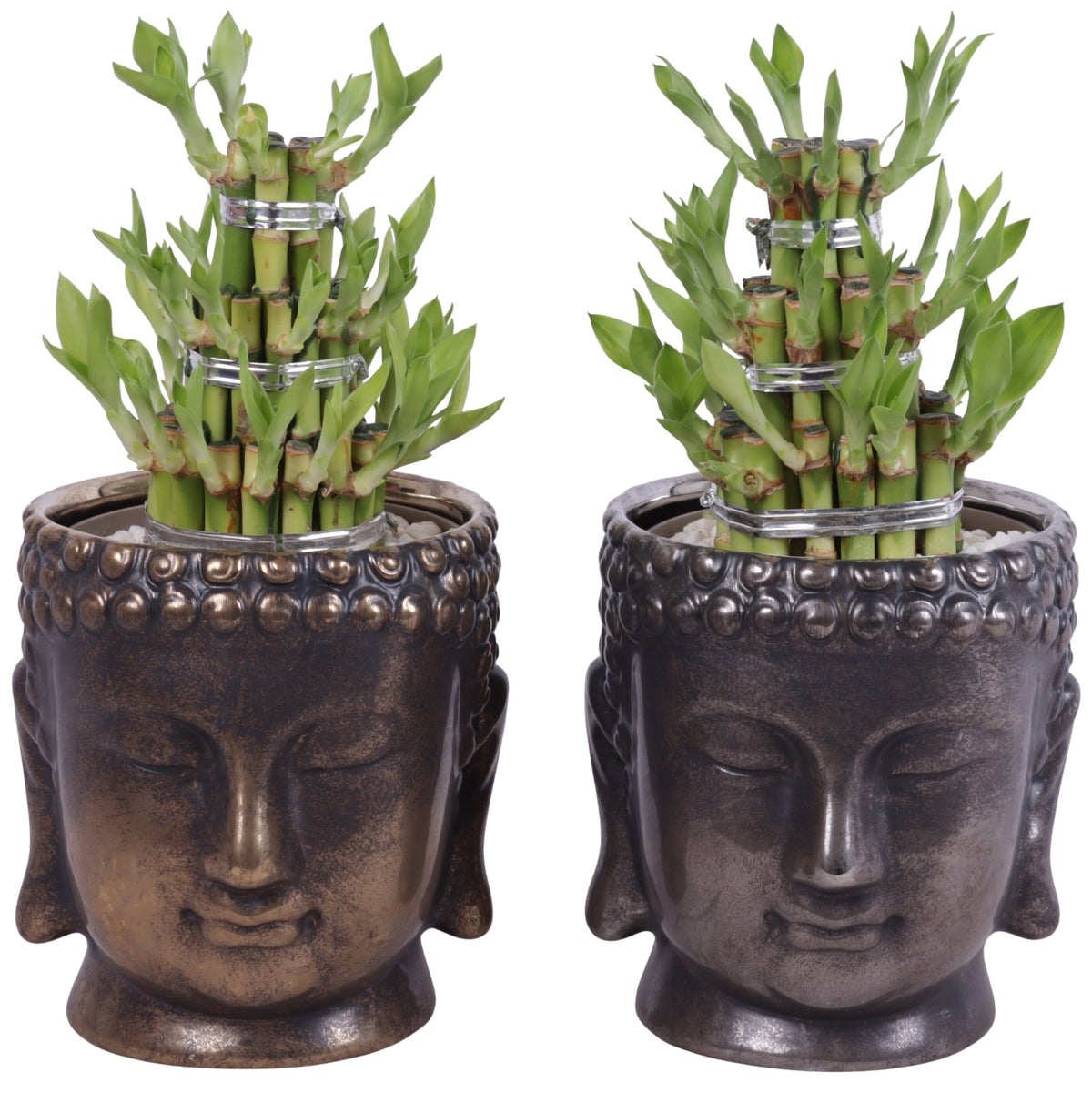 Drac. Lucky Bamboo 25cm 15cm Pot