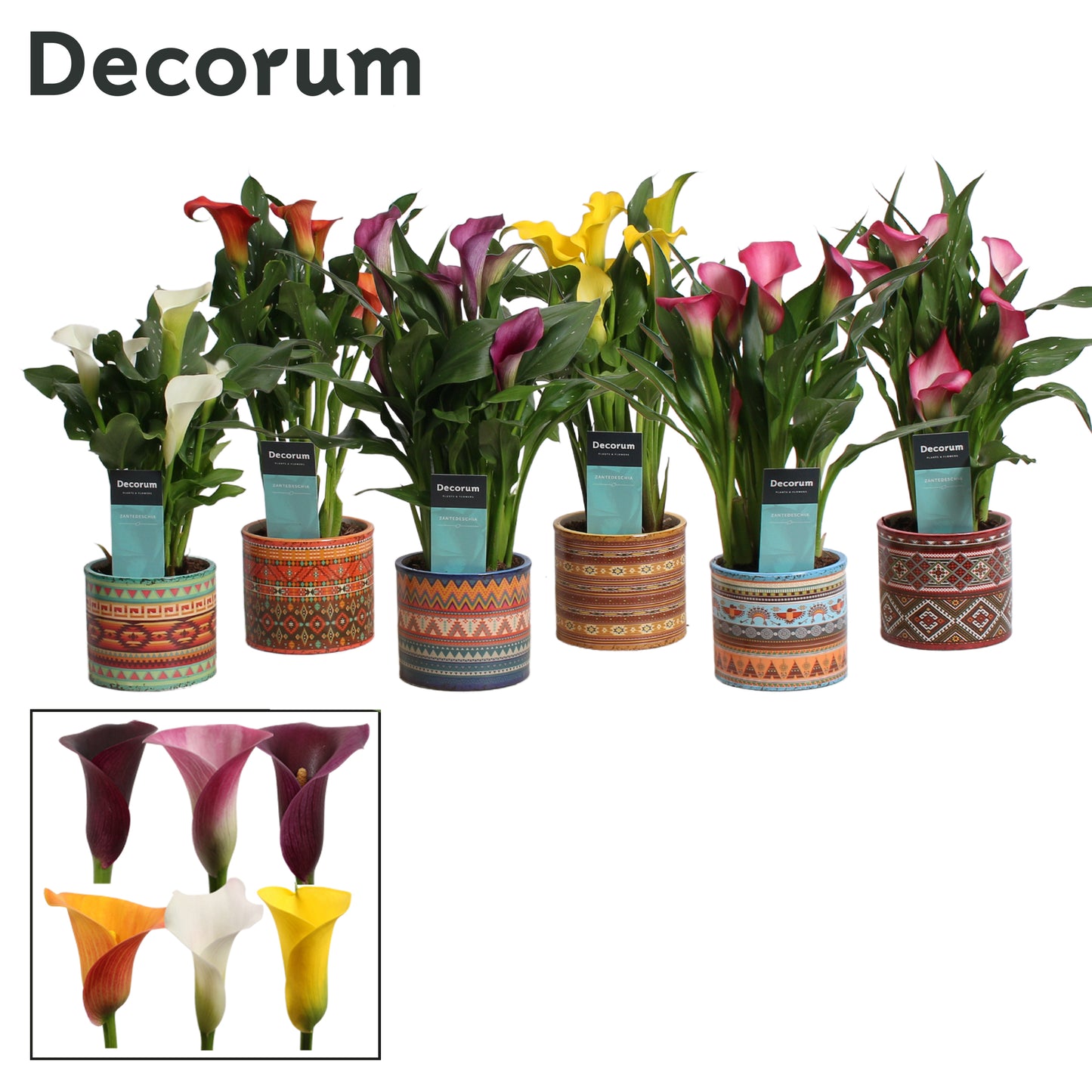 Zantedeschia mix 30cm 10.5cm Pot