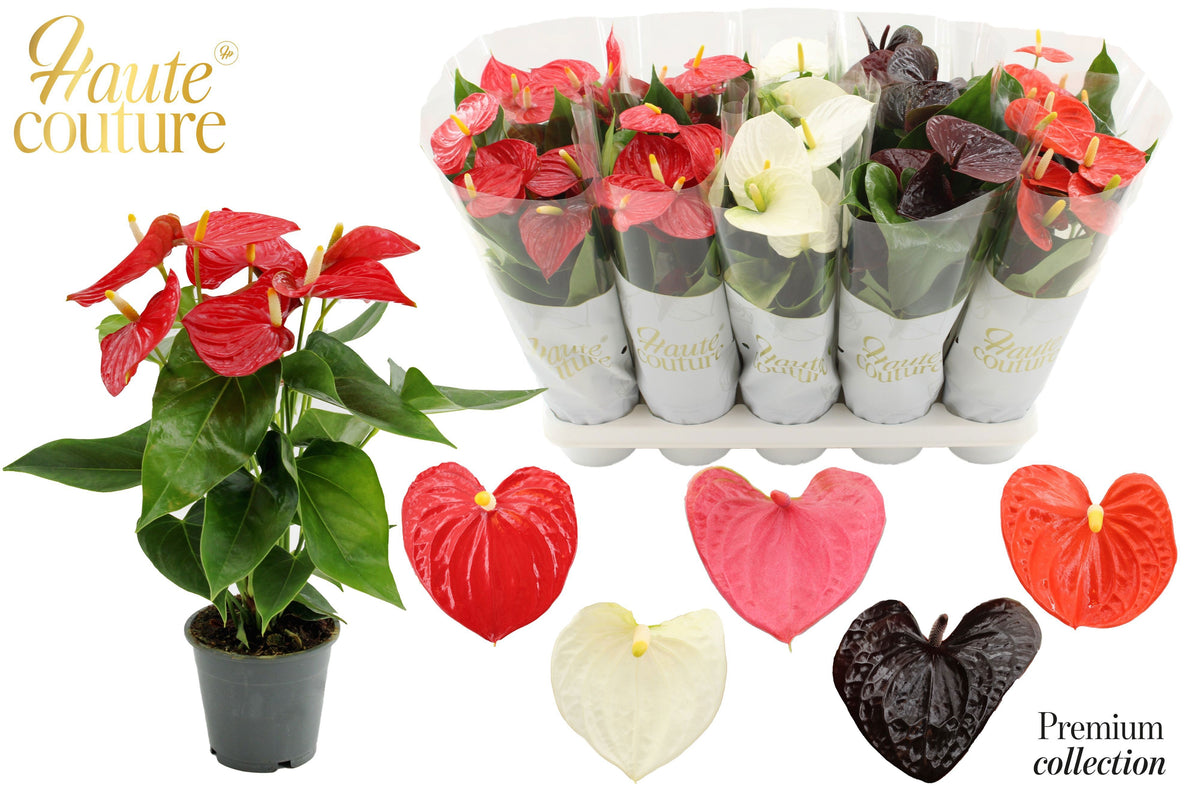 Anthurium mix 40cm 12cm Pot
