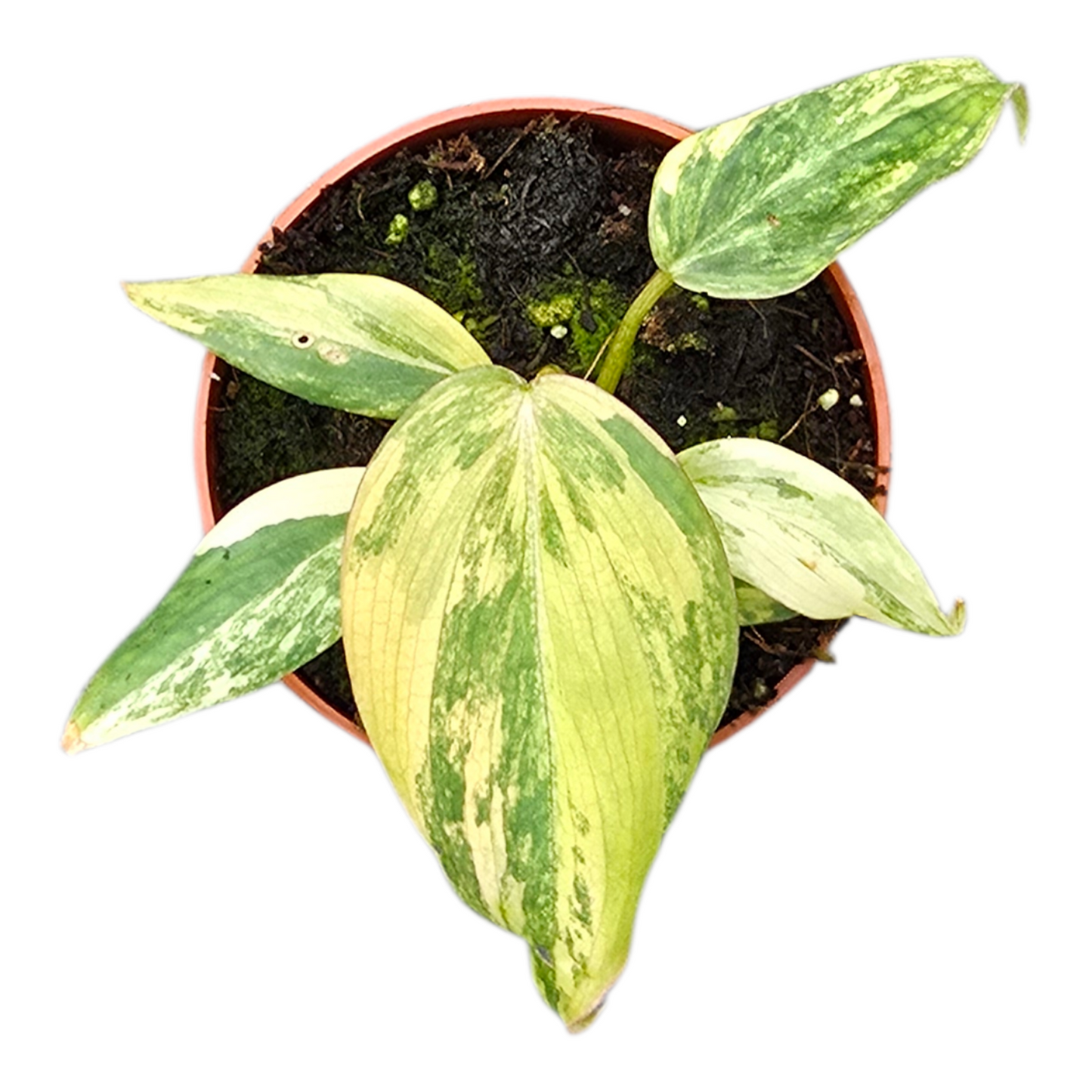 Philodendron Gloriosum 15cm 7cm Pot