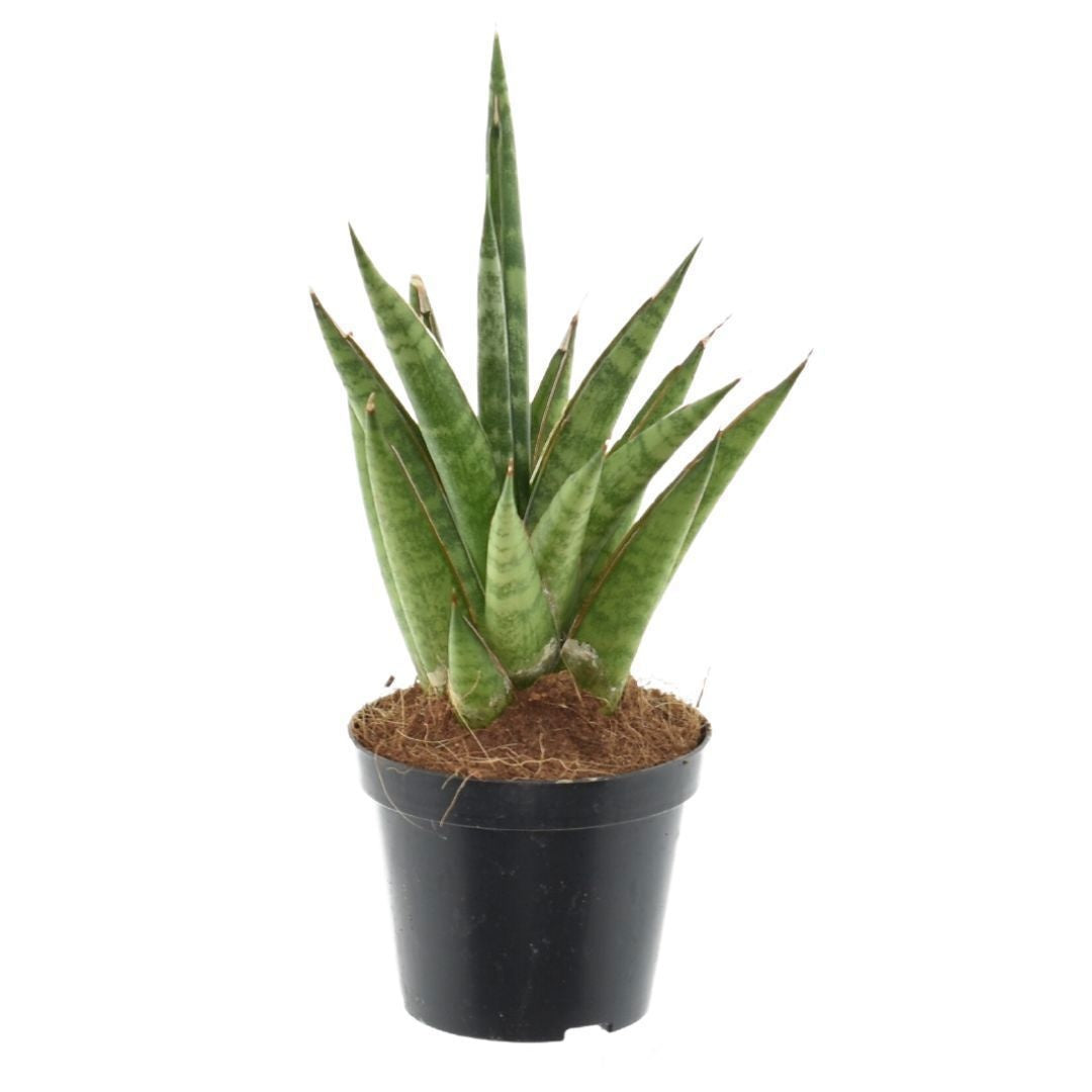 Sansevieria cylindrica 30cm 510cm Pot