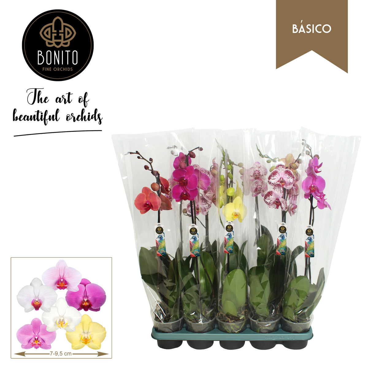 Phalaenopsis mix 60cm 12cm Pot