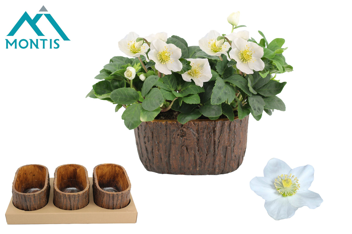 Helleborus niger Christmas Carol 14cm 9cm Pot