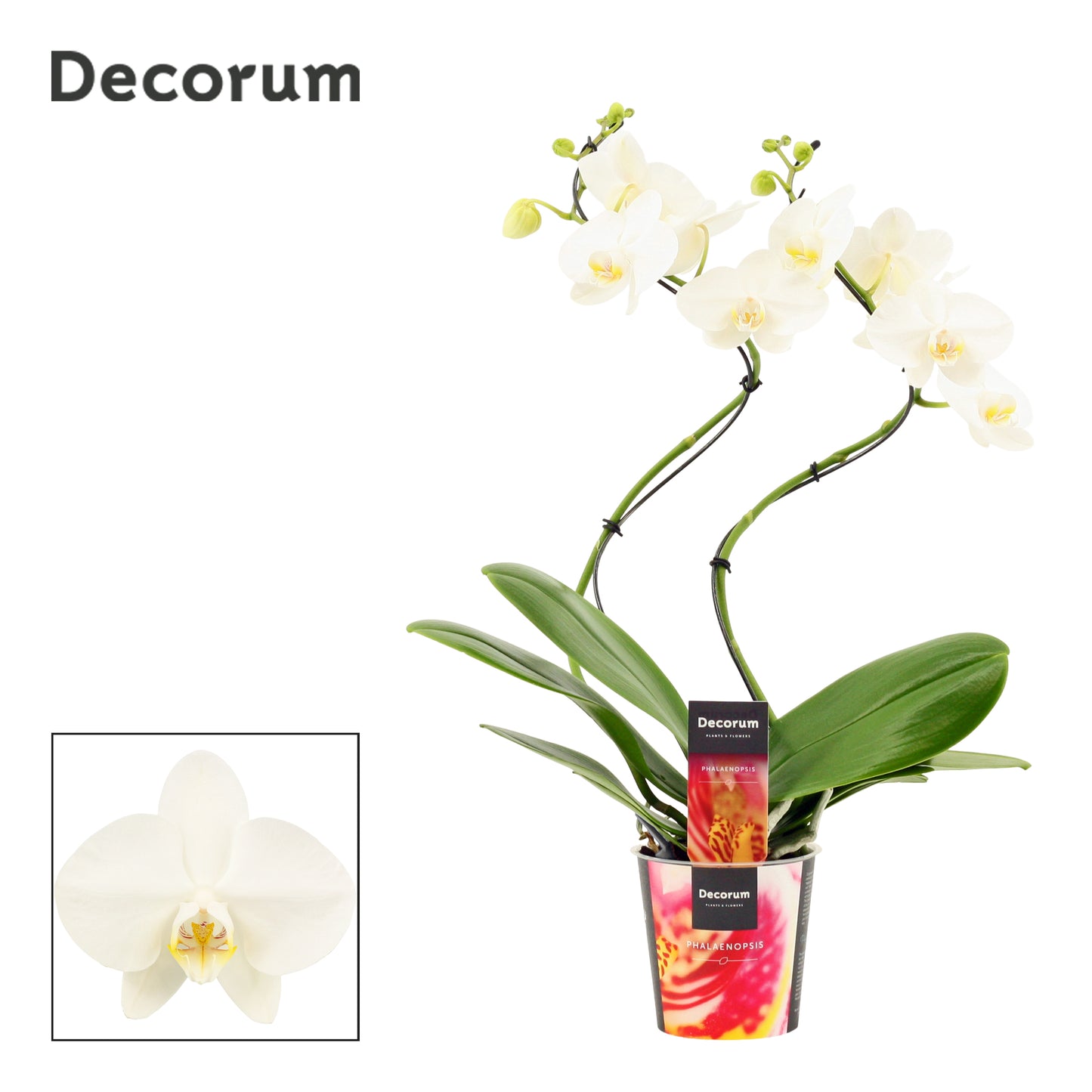 Phalaenopsis white hurricane 50cm 12cm Pot
