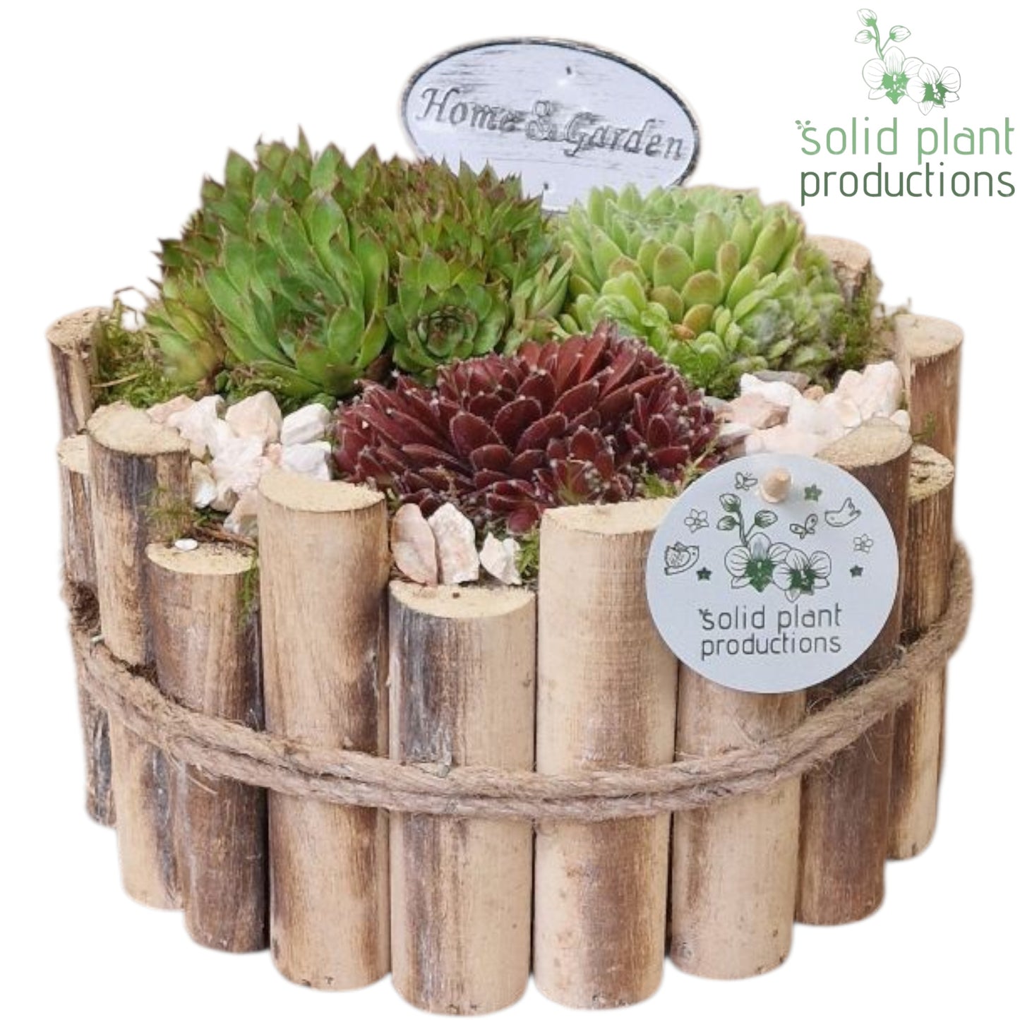 SMP010 Milano Large Sempervivum 20cm 24cm Pot