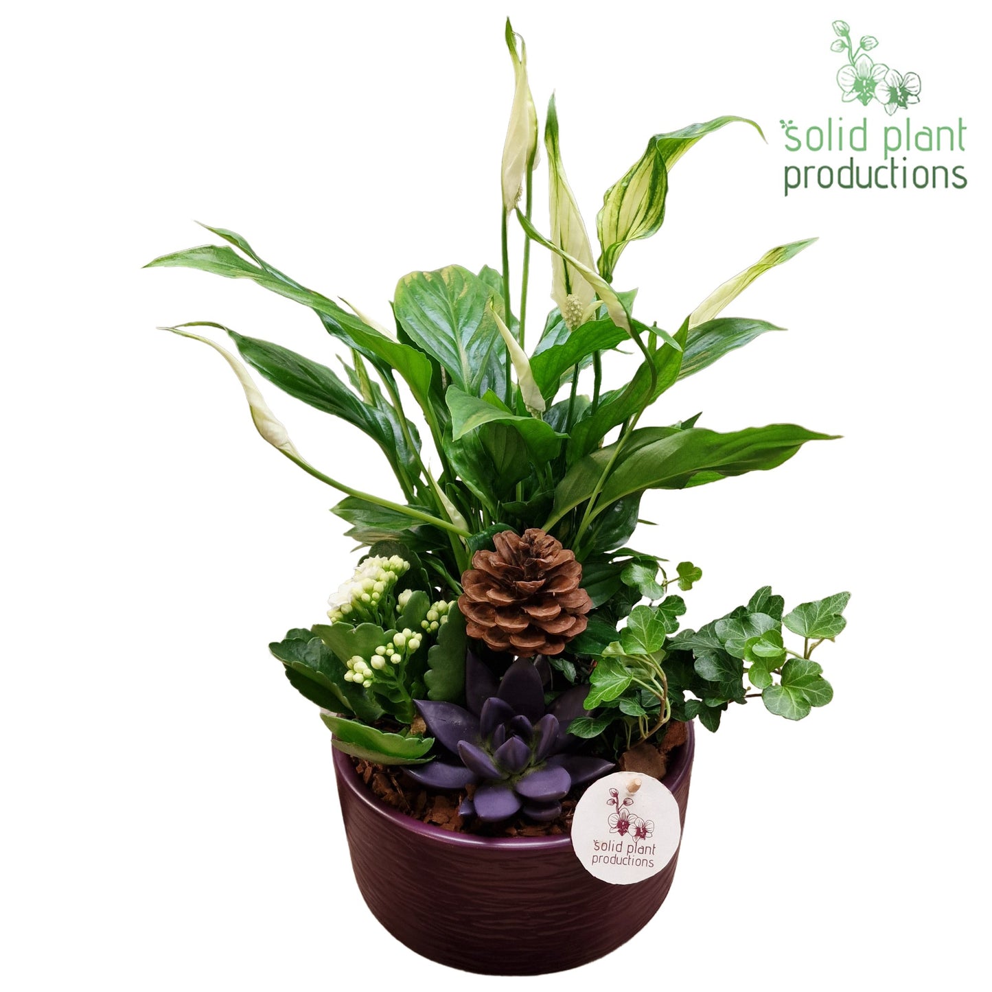 SCE003 Loes Purple Echeveria Mix 38cm 18cm Pot
