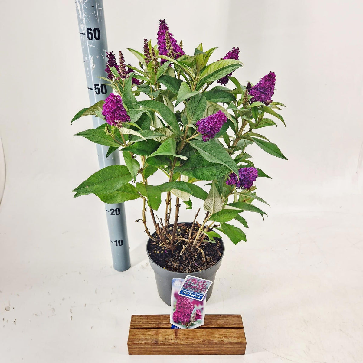 Buddleja Butterfly Candy mix 40cm 19cm Pot