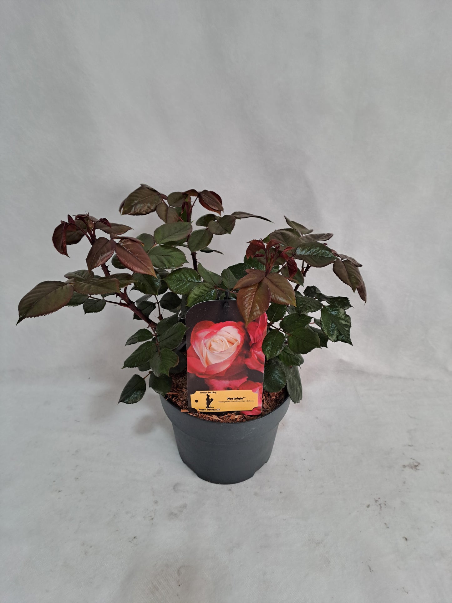 Rosa Hybrid 50cm 19cm Pot