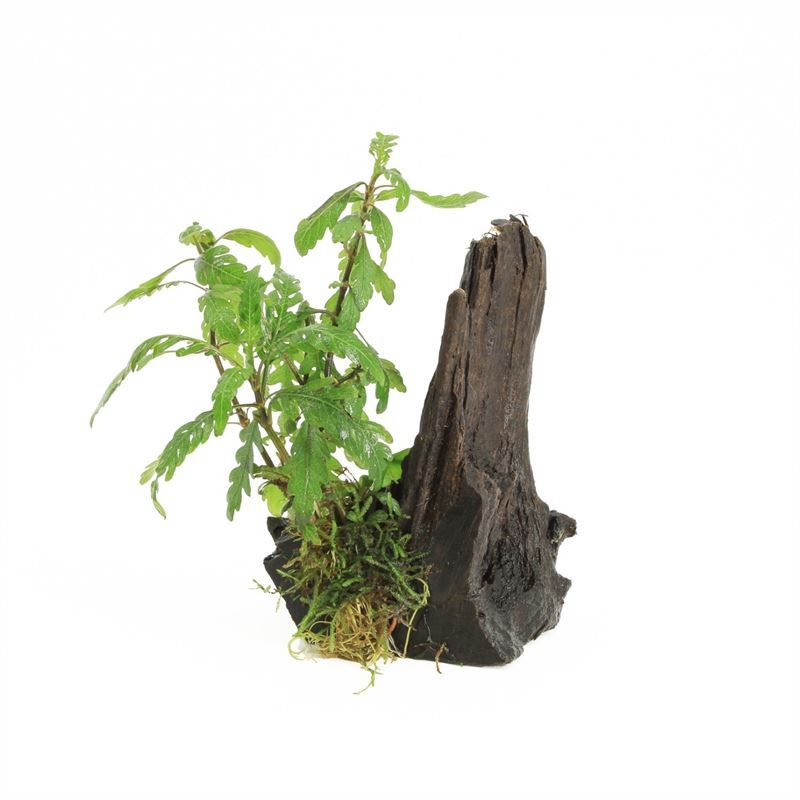 Hygrophila polysperma 10cm 2cm Pot