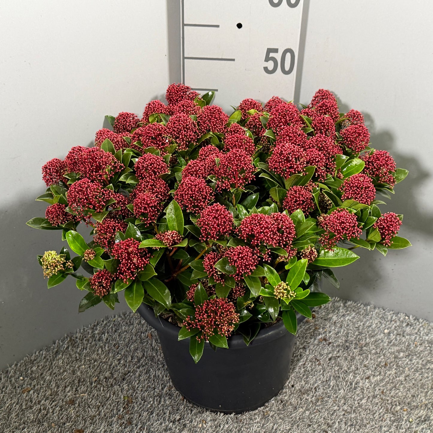 Skimmia japonica Pink Dwarf 65cm 31cm Pot