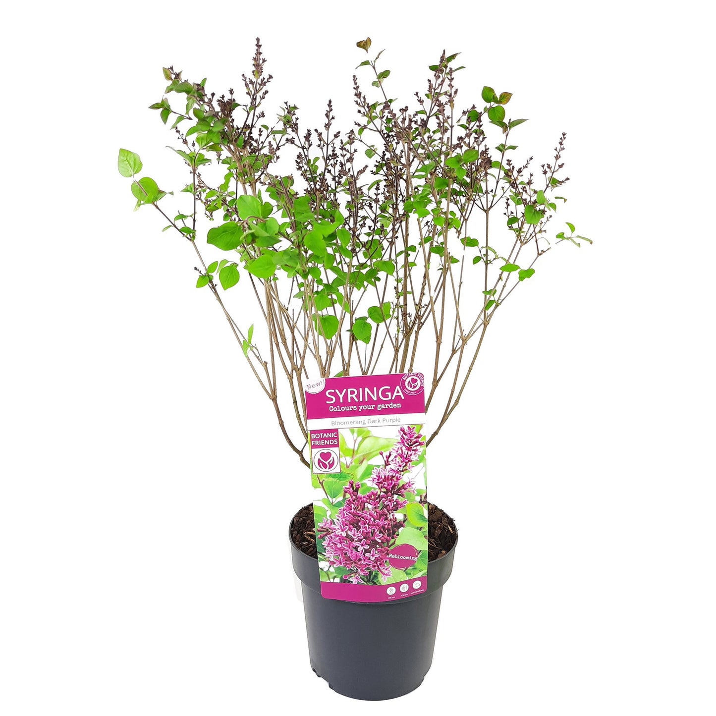 Syringa Bloomerang Dark Purple 40cm 19cm Pot