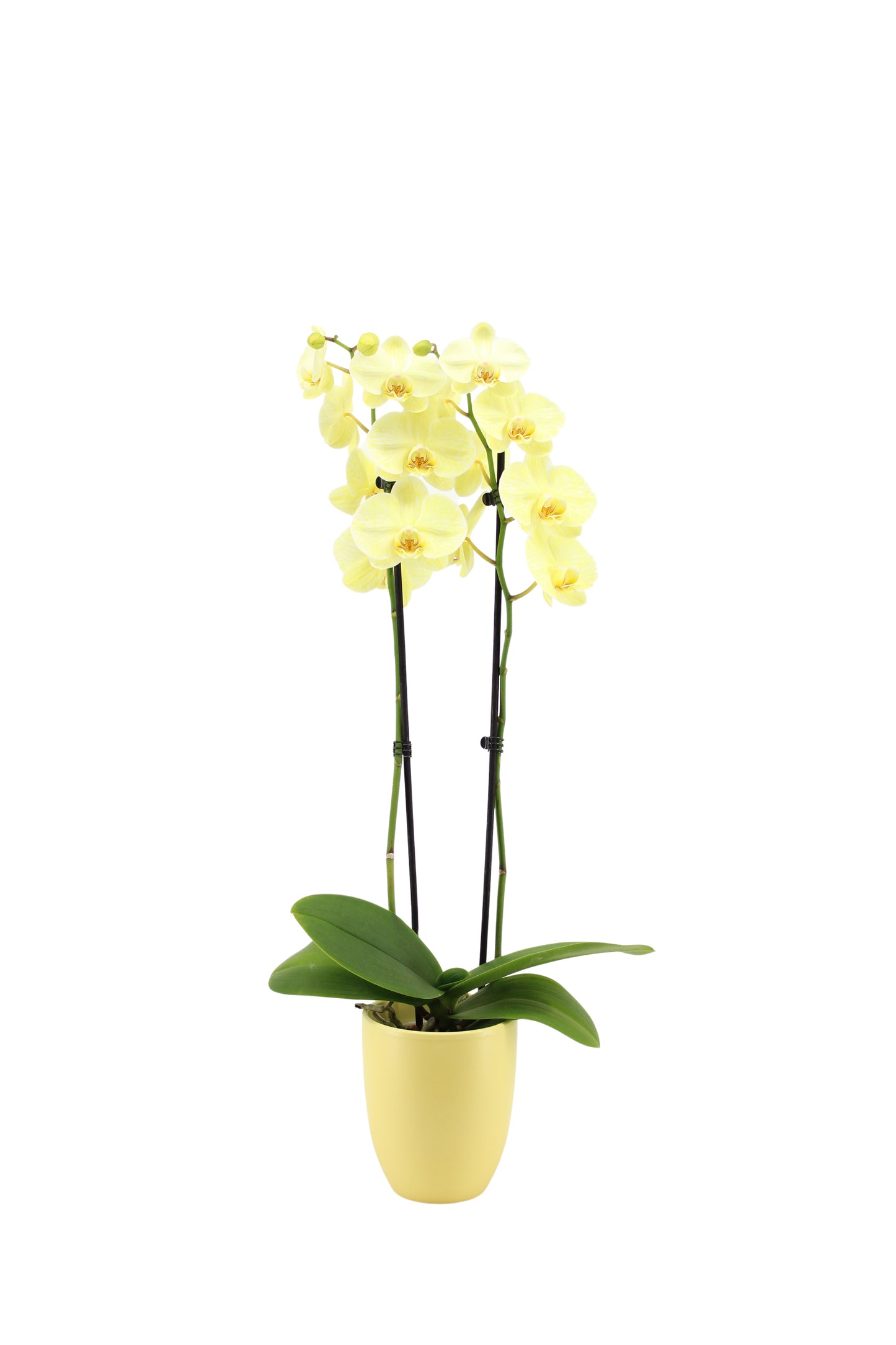 VG Colours Phalaenopsis Royal yellow Pack of 6