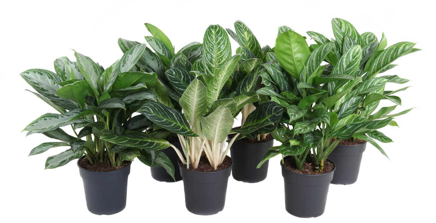 Aglaonema mix 60cm 24cm Pot