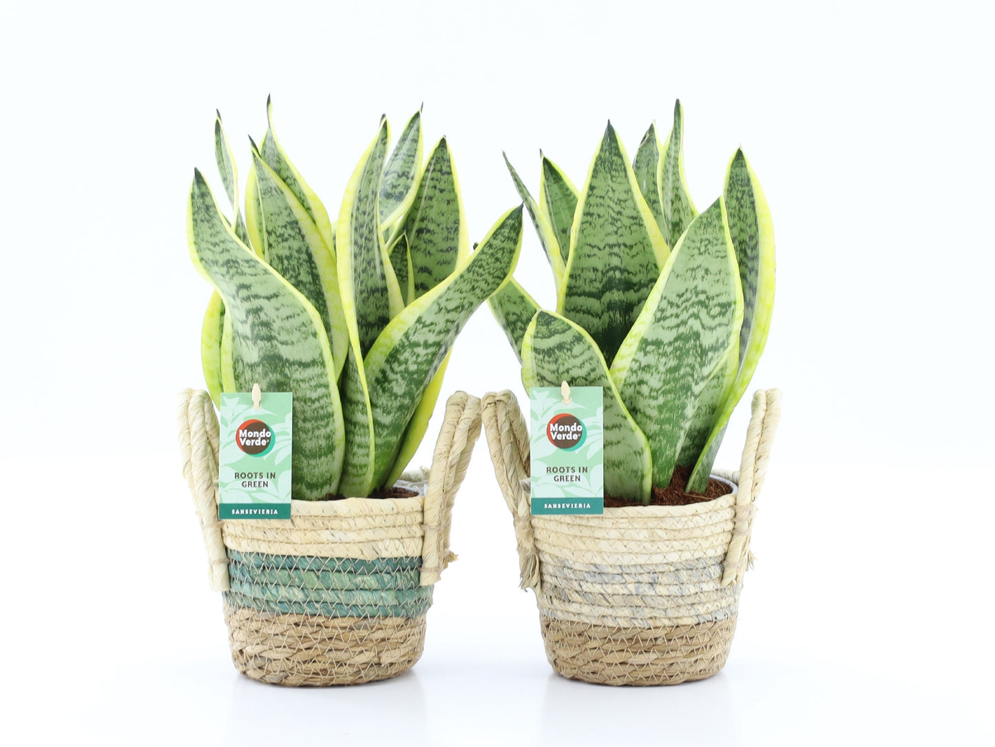 Sansevieria Futura Superba 35cm 14cm Pot