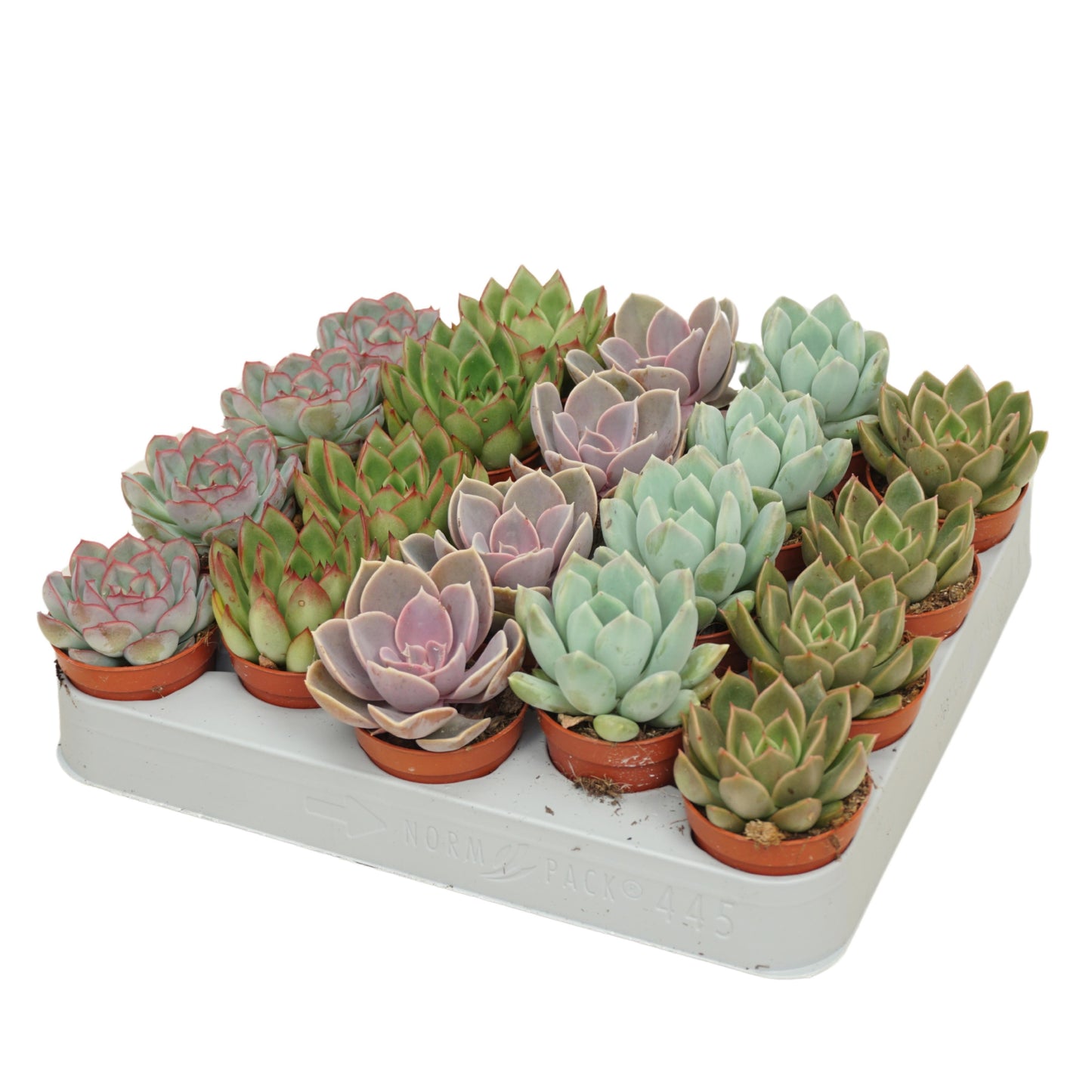 Echeveria mix 8cm 5.5cm Pot