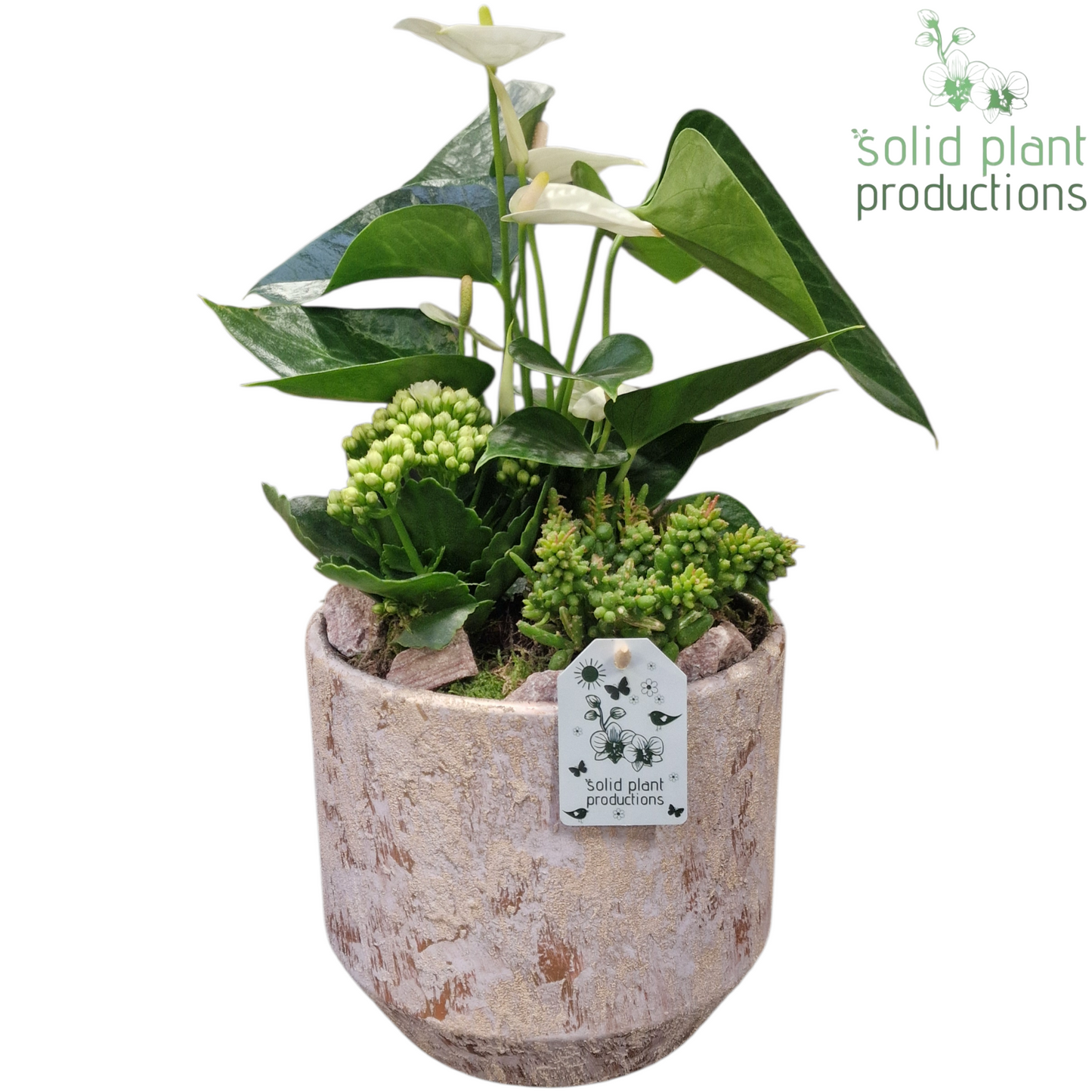 AT220 Maria Gold Pot Anthurium 45cm 19cm Pot
