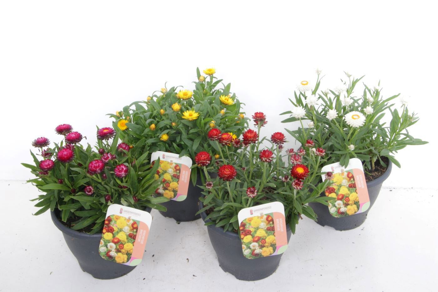 Xerochrysum bracteatum 35cm 23cm Pot