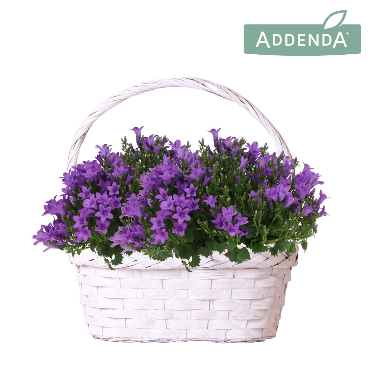 Campanula Ambella Intense purple 25cm 24cm Pot