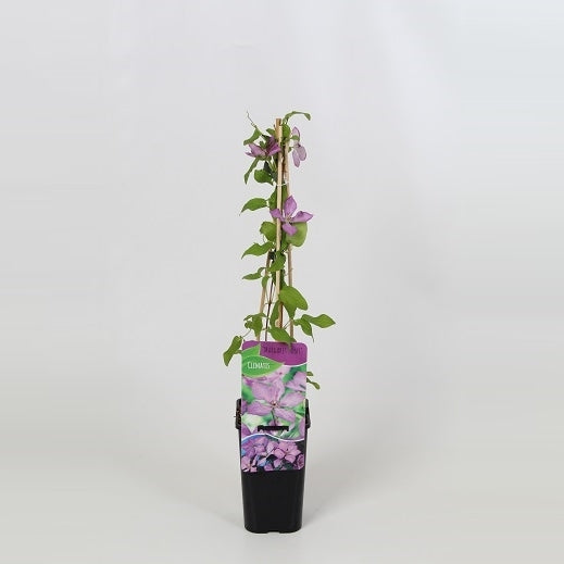 Clematis Margaret Hunt 60cm 14cm Pot