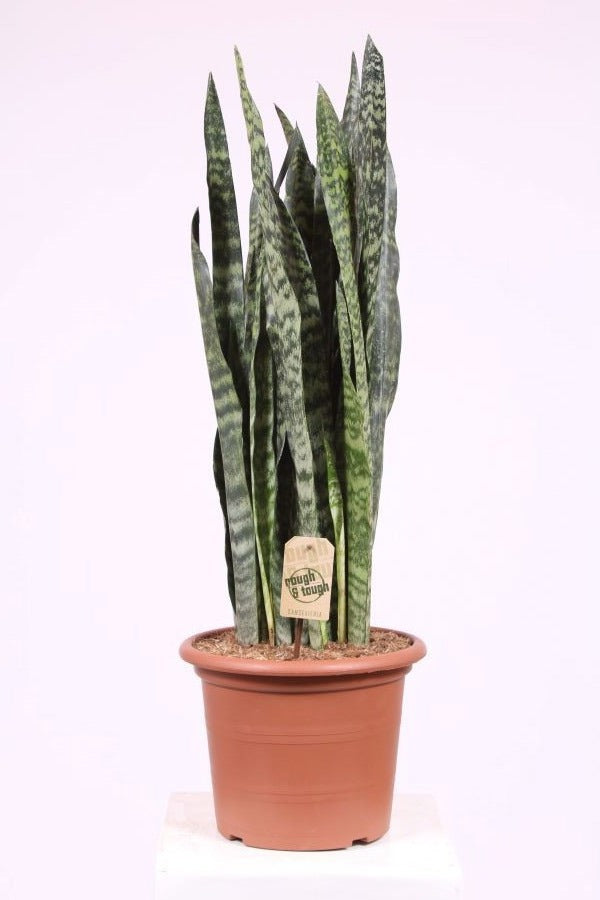 Sansevieria Black Coral 80cm 25cm Pot