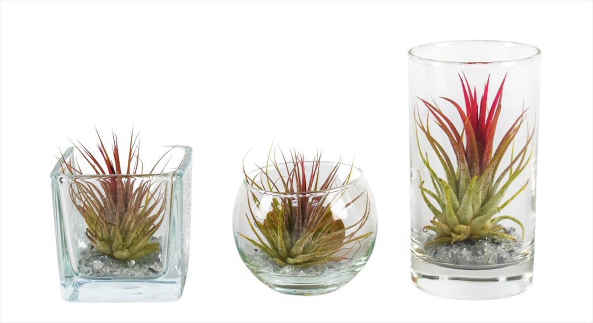 Tillandsia cyanea 10cm 6cm Pot
