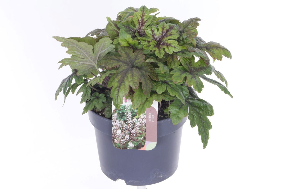 Tiarella cordifolia 30cm 17cm Pot