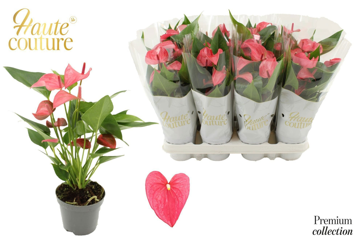 Anthurium Romantico 29cm 9cm Pot