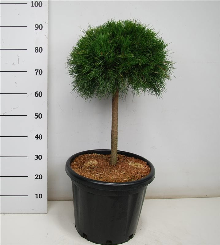 Pinus mugo Varella 95cm 38cm Pot