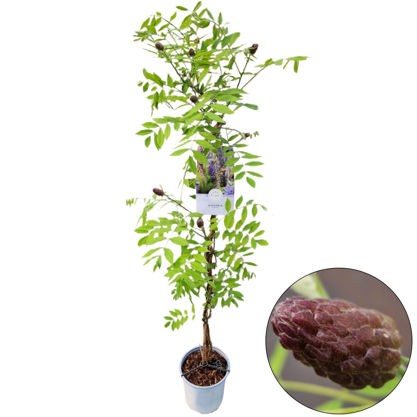 Wisteria sinensis 120cm 17cm Pot