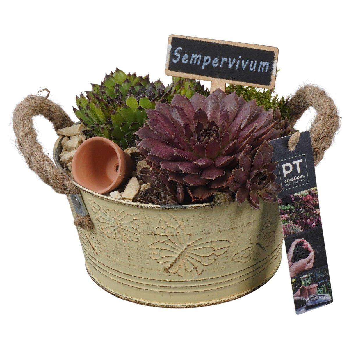 arr. Sempervivum 15cm 16cm Pot