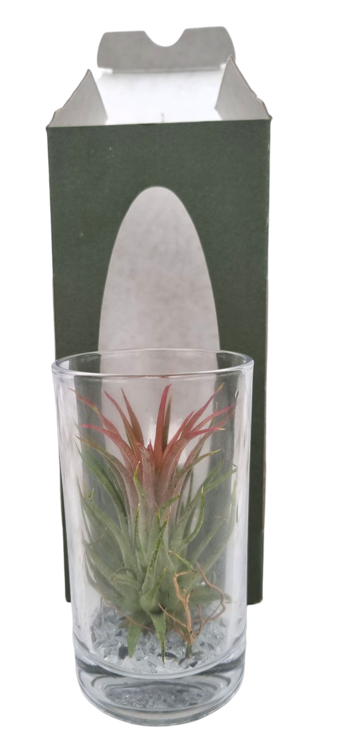 Tillandsia cyanea 20cm 9cm Pot