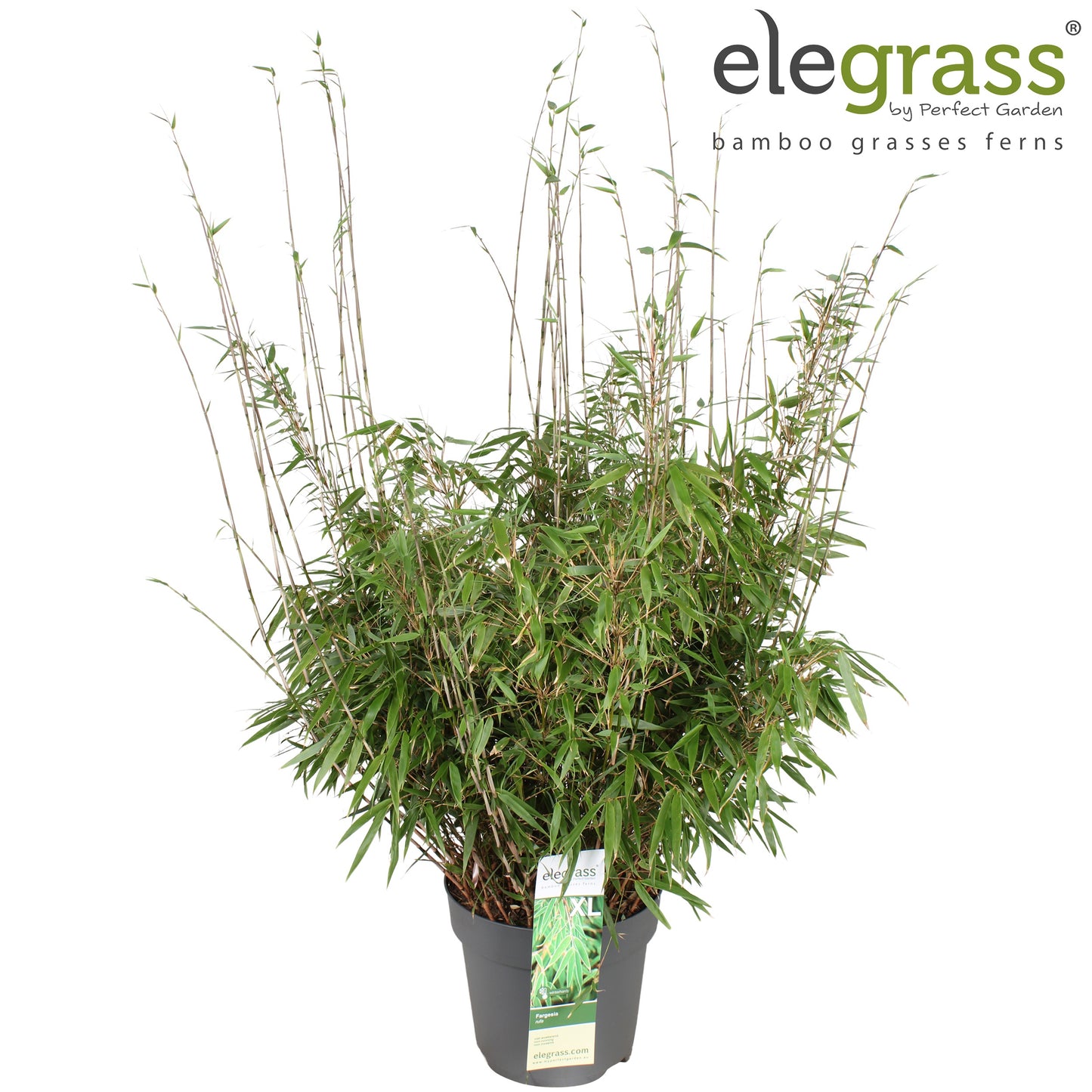 Fargesia rufa 100cm 29cm Pot