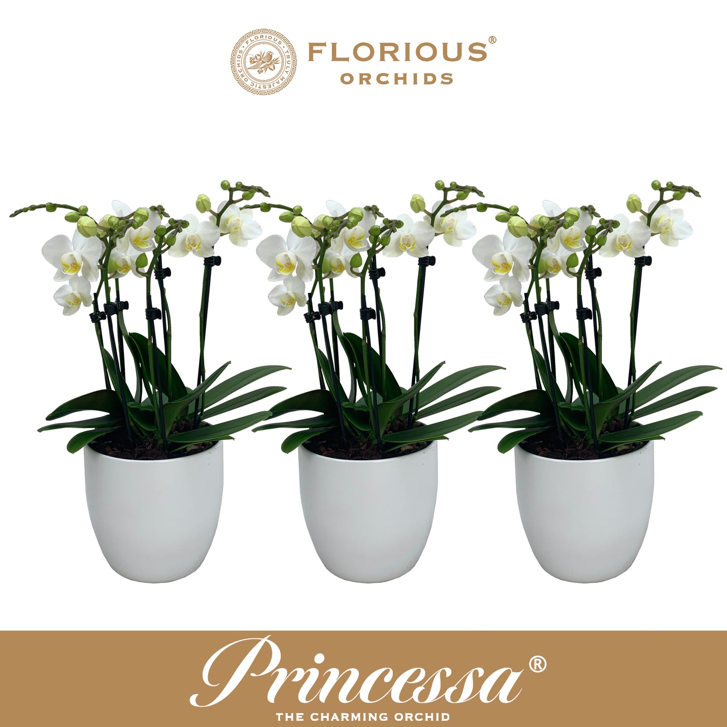 Phalaenopsis white 50cm 9cm Pot